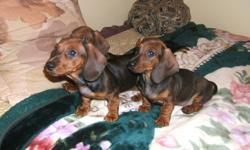 $400 or best offer! We have 2 purebred Dachshund puppies  left from a litter of 7 (1 girl, 1 boy). They are vet checked, de-wormed and have had first and second shots.
Mom and Dad are shown, Mom is first generation from Germany with papers, and Dad is