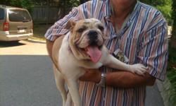I am sad that I have to give up my terrific English Bulldog. I am looking for the perfect family/home for her. Please email me and I will call you back.