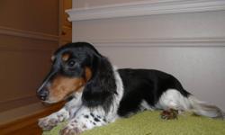 Bentley is a black & tan piebald long hair dachshund. He has an excellent personality, is house trained and plays well with other dogs. He is intact, and both his parents (both registered) live on site.
He was placed with a family member for
