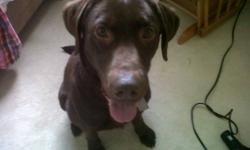 We have a very handsome 2 yr old chocolate lab that needs a good home.  He's new to us as well (we've had him for about 2 months), but he is far too energetic for my small children.
 
I am hoping that Dash finds a good home with patient owners.  We've