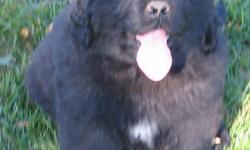 Purebred Newfoundland puppies, CKC Registered. Parents certified hips. 1yr. written guarantee, micro-chipped, vet-checked, wormed and shots.4th generation, mother on site, father Canadian & US champion, can be seen  only 2 females left