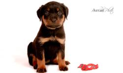 (1 LEFT!) Beautiful purebred Rottweiler Puppies for sale
 
Born on Sept 14th 2011 Able to be placed Nov 11th 2011
 
Includes Shots & Deworming Tails Docked and Dew Claws removed
You will receive a new puppy kit with vet record and sample food. The litter