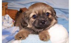These little guys will be a great addition to your family!  Their mommy is Maltese and daddy is Pekingese, so babies have the beautiful eyes and black masks.  They have gorgeous non shedding haircoats .Our puppies have their first set of shots and been