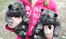 Norwegian elkhound puppies.  gorgeous, fluffy little guys.  Absolutely adorable.  Excellent for keeping undesired critters out of your yard.  Great family dogs, very friendly. 
Are you worried about getting a puppy so late in the year?  these guys love