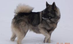 Norwegian Elkhound puppies for sale $250.00 each. Pictures of dam and sire are included.