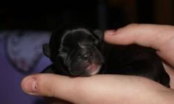 Born This morning, Sept 24th, 6 beautiful black, and black brindle puppies,with beautiful white markings 2 male, 4 female, Mom is a very intelligent olde boston and she is IOEBA reg'd and Dad is a very calm relaxed Olde English boy and is also IOEBA reg'd