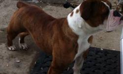 Please read ENTIRE ad.
 Offered for sale is a 2010 reverse brindle and white female. Happy go lucky and very outgoing she is the perfect companion for any active family or person. She is very "bully" in type with a wide deep chest and a huge head.
We are