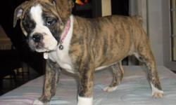 Ready to go only 3 left, going fast. litter of georgeous IOEBA registered olde english bulldogge (old english bulldog) rare breed, make amazing family pets. goofy personalities similar to a boxer (love car rides) laid back, very tolerant, very friendly,