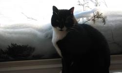 For the cat lover on the prawl for an "one and only" cat
Cisco is a 6yr.old neutered, declawed tuxedo black and white male
Dog friendly(has always lived with a dog)
Social but not cuddly except with owner.
Up to date on all his immunization
On special