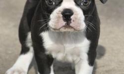 Victorian Boston Bulldogs. Vet/Health check complete, first needles and several wormings. Raised in my home, used to other dogs and cats, both parents on site and Reg'd OBBA http://www.victorianbostonbulldog.com/
I have one black and white girl left, she