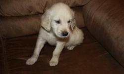 I have one of 11purebred Golden Retriever puppies left I origanally was going to keep one but I do not have time for a second puppy, so this is your chance to get an amazing new member to your family. This friendly and loving puppy has his first set of
