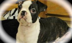 I have one loveable male boston terrier. He is a brindle from my beautiful brindle female Paris she weighs 17 lbs the sire is our handsome male Gambit who weighs 22 lbs. He has received his 3rd vaccination and been de-wormed. Raised in a family of