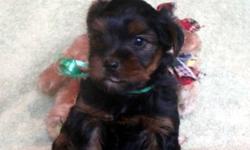 WE HAVE ONE FEMALE YORKIE PUPPY AVAILABLE
(wearing a Green Ribbon)
The puppies will be 
ready to go home Jan. 20, 2012.
The puppies will be vet checked on Jan.19th, 2012. The health certificate from the vet will verify good health. A puppy is sold with a