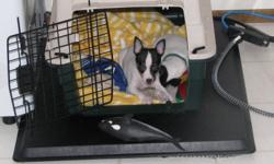 One tiny Toy Fox Terrier male needing a good home UKC registered. Ready to go now. He is a tri colored tiny boy very socialized already loving to be on your lap. He has his tail docked, Dew claws removed and health checkup with first set of shots. He