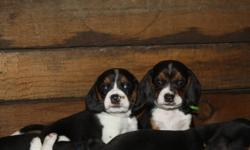 Only 1 Male puppy left!!!
 
My family had a beautiful litter of beagle puppies on october 3rd. We had a litter of 8 puppies 3 boys and 5 girls all others are now with their new families so we just have the one little boy looking for a loving home. Both