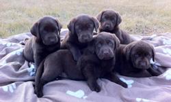 We only have 1 gorgeous female Chocolate Lab puppy that is ready for her new home! Her parents are both purebred Chocolate Labrador Retreivers, however their puppies are not registered. They are true to their breed and love the water as well as