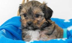 She is NON_SHEEDING, super cute and is very small. She will only mature to be around 7 -8lbs as an adult. Her mom is a 10lbs Shih Tzu and her dad is a 5lbs Yorkshire Terrier. She is mostly brown with a small amount of black and has a small white tip on
