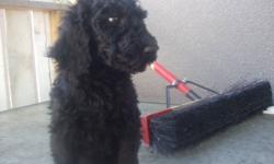 All black poodle puppy (standard) 1 Female; Ready to go, she jus turned 4 months old, vet checked and 1st, 2nd and 3rd shots, dewormed, very healthy. Need rabies shot only. Mother and father r CKC registered but we did not register the pups Jus had her