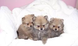 Excepting names for future litter
3 gorgeous pomeranian puppies
2 females and 1 male
Vet checked,dewormed and 1st shots
Parents on site
Rare cream sable color with very fluffy coats.
Ready to go Dec,08 /2011
$650
 
For more info call 705-492-0795
 
Pics