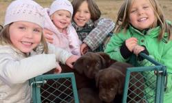 There's only 1 beautiful female Chocolate Labrador puppy left that's waiting for you to take her home! Her sire is a CKC registered Chocolate Labrador Retriever (English) and her dam is an unregistered Chocolate Labrador Retriever (American). Both parents