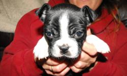 We were blessed with the birth of 5 Boston Terrier Beauties on Oct.1st. (3 males, 2 females). We have 1 handsome little man left looking for his FOREVER HOME! He will see his vet Nov.10th (this Thursday) for 1st vaccine, deworming, flea preventative &
