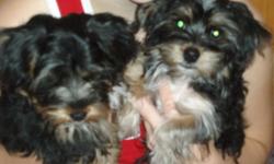 Adorable Yorkie Puppies for sale. Only 2 left so call before they are gone. Both are females.
Mother and Father on site. Both parents are small but not teacups. Father is purebred and mother is almost because her mother was pure.
Almost housetrained.