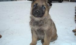 2 Female Puppies- Pure Bred German Shephard 300.oo each
Ready to go for Christmas... we own both parents, very good family dogs. Good temperment, and protect their people and property.