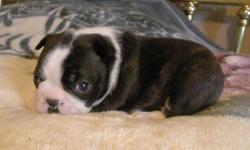 **REDUCED PRICE**Happy, healthy babies need to get into their new homes now to take advantage of the critical bonding period!. Classic dark Brindle Boston Terrier babies also have the Boston Terrier trademark "thumbprint" on the tops of their heads. Both