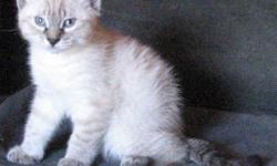Seal Lynx Point Balinese X Seal Point Siamese Kitten
 
 Blue Lynx Point female with striking unusual markings that will darken and become more pronounced
Blue eyed, adorable and energetic, raised in our home underfoot with other cats and dogs
She's very