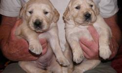 UPDATE - Only one female available. Male and Female Golden Retriever Puppies Available to Good Homes.
Zoe and Axel have had a second litter, born on on October 27th, 2011.  Pups will be ready for their new homes about December 22nd, 2011 if they are