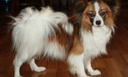 Pair of CKC registered Papillons for sale.
Up to date on shots, unaltered with breeding rights.
Dogs are from http://www.specialtykennels.com
Female is 1 1/2 and the male is 2 years old.
Ready for their forever home in the New Year.
 
Will consider trade