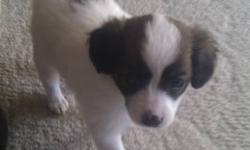 PAPILLION / PAPI-POO MIX
- Mother is Papillion Father is Papillion-Poodle Mix
WOW! You Won't Find Healthier + Better Dogs!!!
- 8 Weeks Old
- Now 2  1/2 lbs Will be 6 - 8 pounds fully grown
- Ready for a good responsible home!
- Family Raised and Well