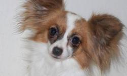 Are you a new breeder? Looking for Papillons? Well we have the perfect thing for you!
 
One male and four female Papillon breeders!
~Rusty ~  Male Papillon
- 6 years old
- Full Papillon - not registered
- Intact proven breeder
- Red and white in color