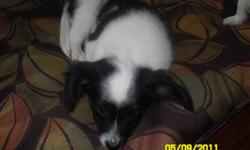 Adorable papillon puppy for sale, 3 months old. Home raised, both parents on site. Mother is sable and white, 6 lbs, father is tri-coloured, 7 lbs. One black and white female left. Very playful temperament, healthy and sweet. Ears are already up. Perfect