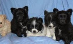These lovely puppies are ready for their new homes now. They have first shots, are dewormed, and come with a written health guarantee. Moms are both Pomeranians, and Dad is a beautiful Papillon. Blacks are male and spotted ones are females.
The little