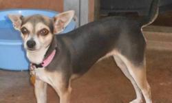 Paris is a beauty. She is a  blue tri colored chihuahua (yes we said blue!) She is a sweetheart. The family that had to surrender her had little girls who liked to paint her toenails. She is gentle and quiet and listens very well. She is a petite girl and
