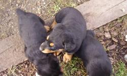 PB Rottie Pups for sale
vet checked, 1st set of shorts, tails have been docked,
family dog loves kids  ready to go to homes
call now 250 517 0873 asking 350.00