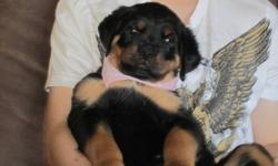 PB Rottweiler Loving pup 1 left   big girl  they went fast  tails dew claws and first shots done comes with vet health record