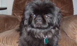 little miniature pekinese male, house and crate trained, nice quiet dog. would make lovely family pet.healthy and great temperment, must sell can no longer afford to care for him proprly. he deserves the best. he is such a loving and fun guy. he is