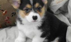 These puppies are Pembrooke Welsh Corgi's, the type of dog that the Queen has! They are a very sturdy, smart, loyal and outdoorsy type of dog. They have a weather resistant coat which helps them be outside whenever they choose. They have a high energy