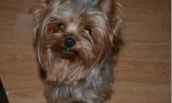 Missy is a beautiful 5 pound Yorkie who was given to me to spay, get teeth done and place.  She is retiring out of a Yorkshire Terrier breeding progam and she has produced a Canadian Champion.  This girl deserves a one on one home to retire in. She has