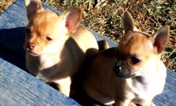Two sweet, loving, playful female chihuahua puppies for sale.  Both parents are available for viewing, they are our family pets. Their parents are both calm, loyal, very affectionate dogs. They both love to be loved, they are not yappy and only bark when