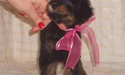 I am looking for a permanent foster home for this little girl
She is just 8 weeks old
She will be about 8 pounds full grown
She is black and red (called a phantom poodle because of her markings)
Please read section on our Foster program before emailing or