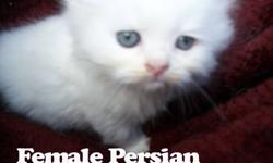 ONLY one left Available Persian Kitten
They have a little black spect on there heads.Big beautiful copper eyes,extreme flat face and they're so fluffy, I have both mother and father and they are beautiful cats.
Great for people who love to have cats that