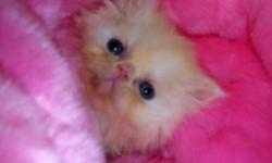For Sale copper eyes persian kitten.