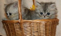 Beautiful persian kittens - now available! 10 weeks old, vaccinated, healthy! Personable! Girls and boys, pretty colors - silver tabby, torbie, color points. Please call Marnie @ 403 949-2516, no e-mails please