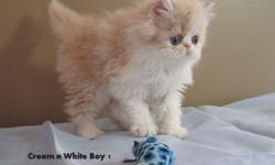 Purebred persian kittens available from registered breeder.Our cats are health tested and our kittens come with a 1 year written health guarantee.Will also have first shots, deworming and vet check.We have males and females available in time for