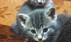 I have two adorable female kittens! One kitten is polydactyl with 7 front toes and 6 back toes. It looks like she is wearing mittens! Both kittens have short fur and are very well behaved, they are eating hard food and drinking lots of water. Please