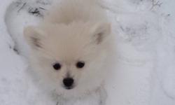I have one female Pom puppy left for sale. She is vet checked, dewormed and has had her first shots. She will go to her new home with a complete started kit of food. Please call or email for more pics or info.
This ad was posted with the Kijiji
