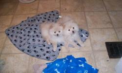 There are two male, cream and white pomeranian puppies available. They are now 12 weeks old, they have been dewormed and have their full vet check and first set of shots. They are ready to go anytime!